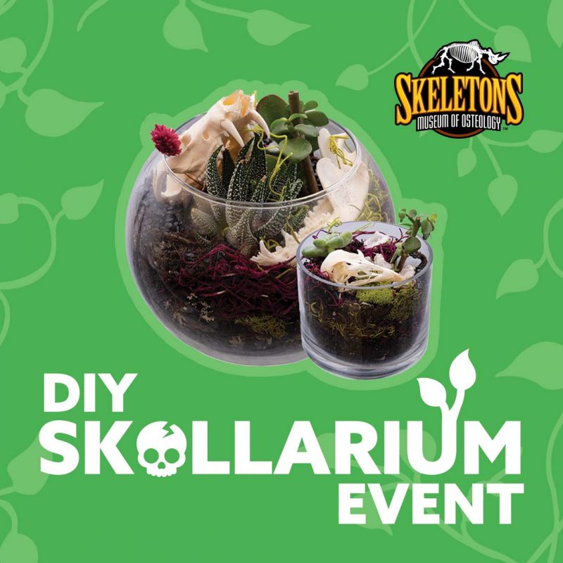 Skullarium Event - October 25th - 3PM