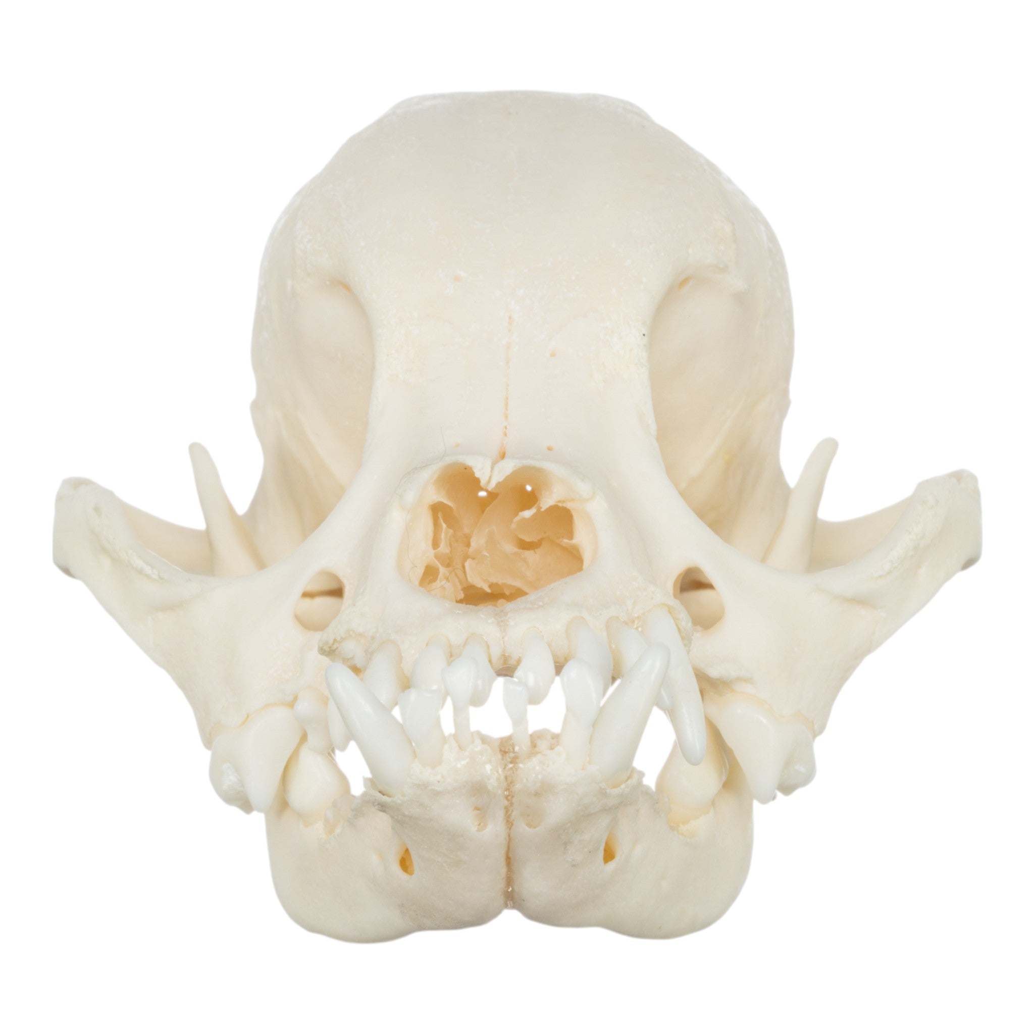 Real Domestic Dog Skull - Shih Tzu