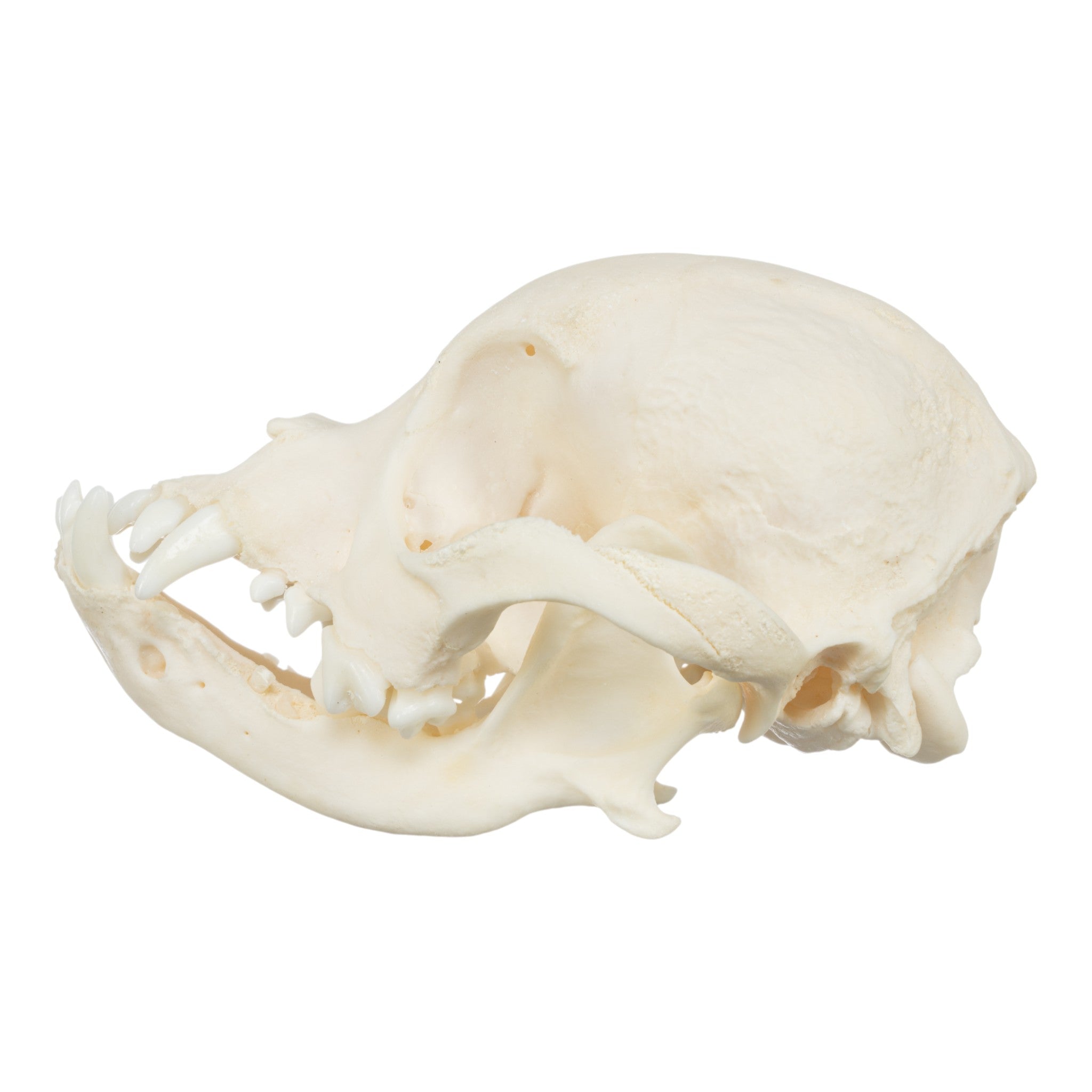 Real Domestic Dog Skull - Shih Tzu