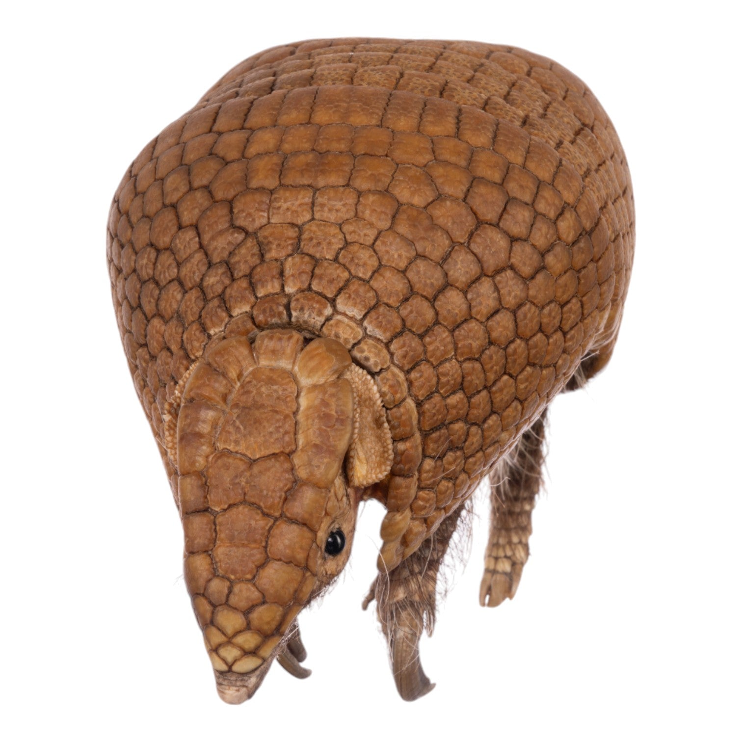 Real Three-banded Armadillo - Freeze-dried