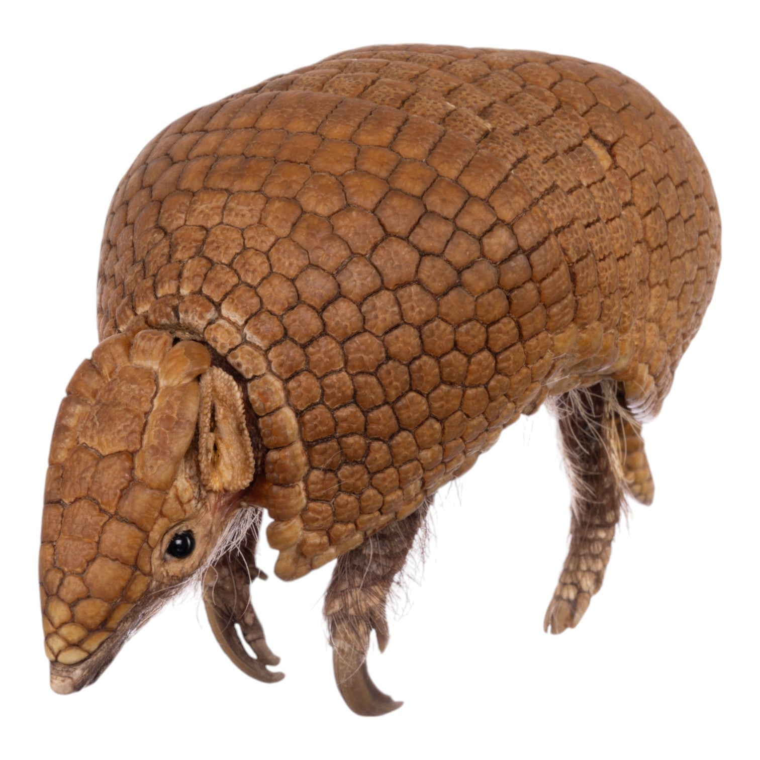 Real Three-banded Armadillo - Freeze-dried