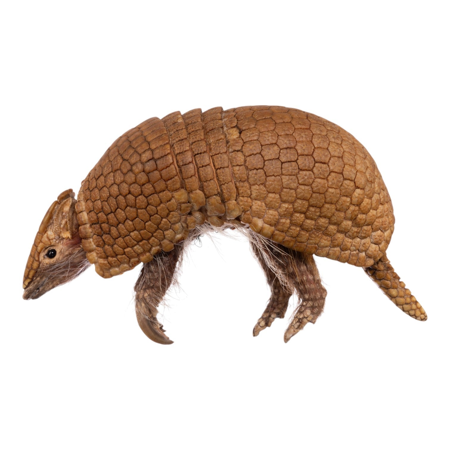 Real Three-banded Armadillo - Freeze-dried