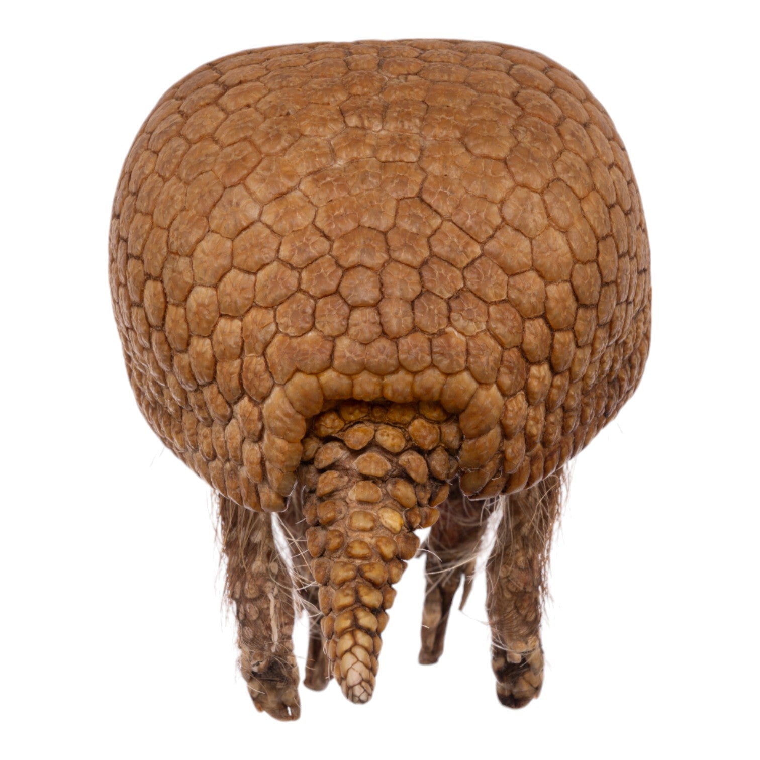 Real Three-banded Armadillo - Freeze-dried