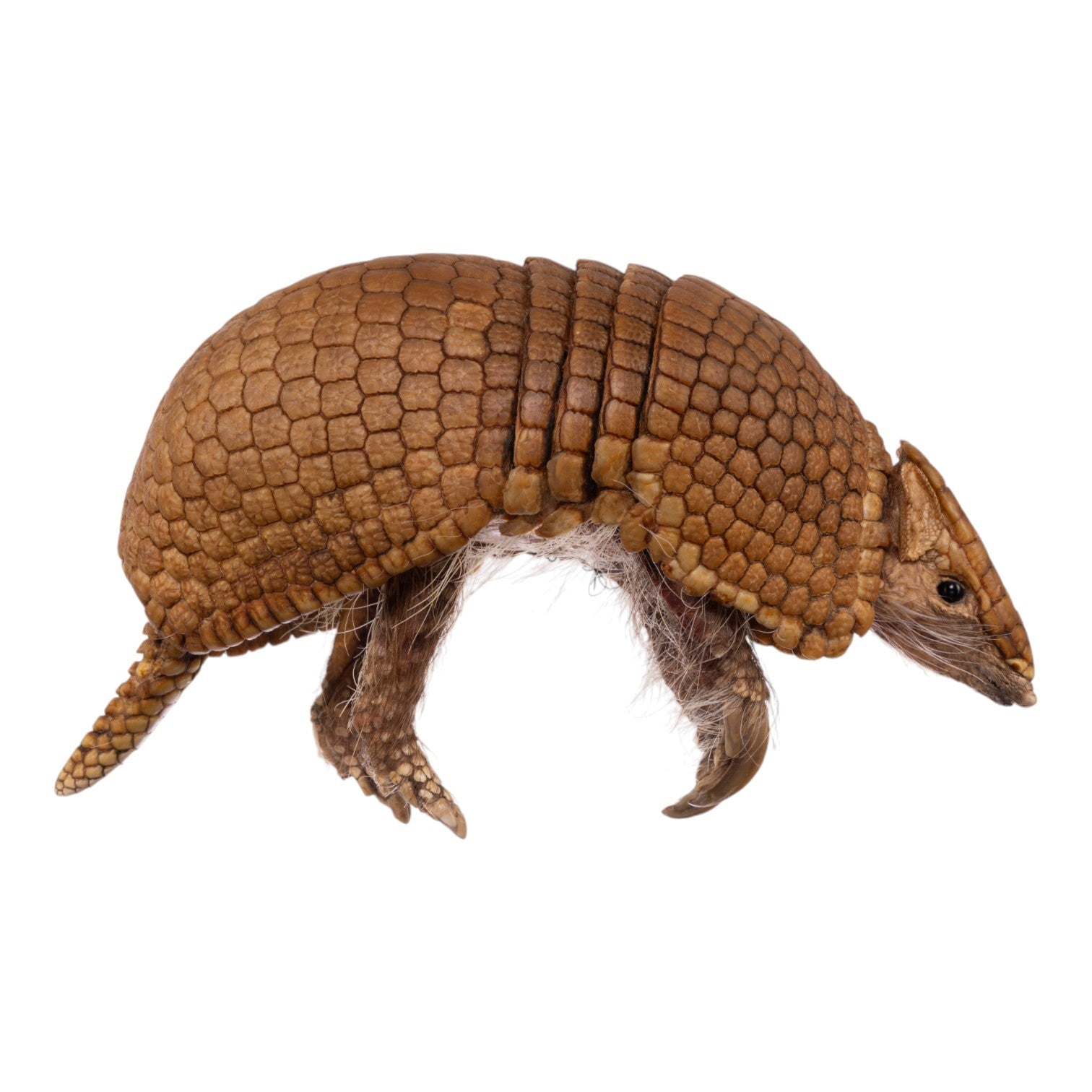 Real Three-banded Armadillo - Freeze-dried