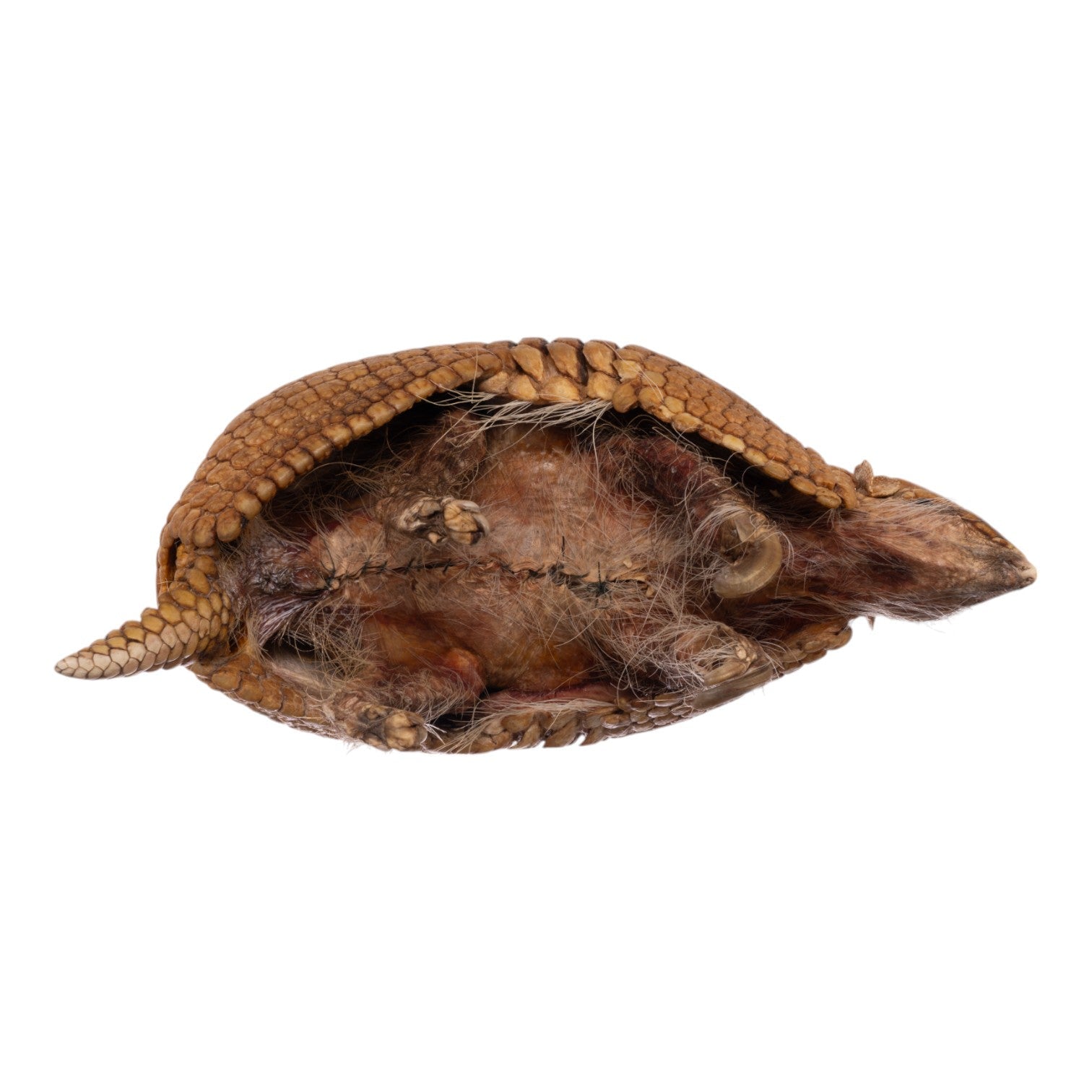 Real Three-banded Armadillo - Freeze-dried