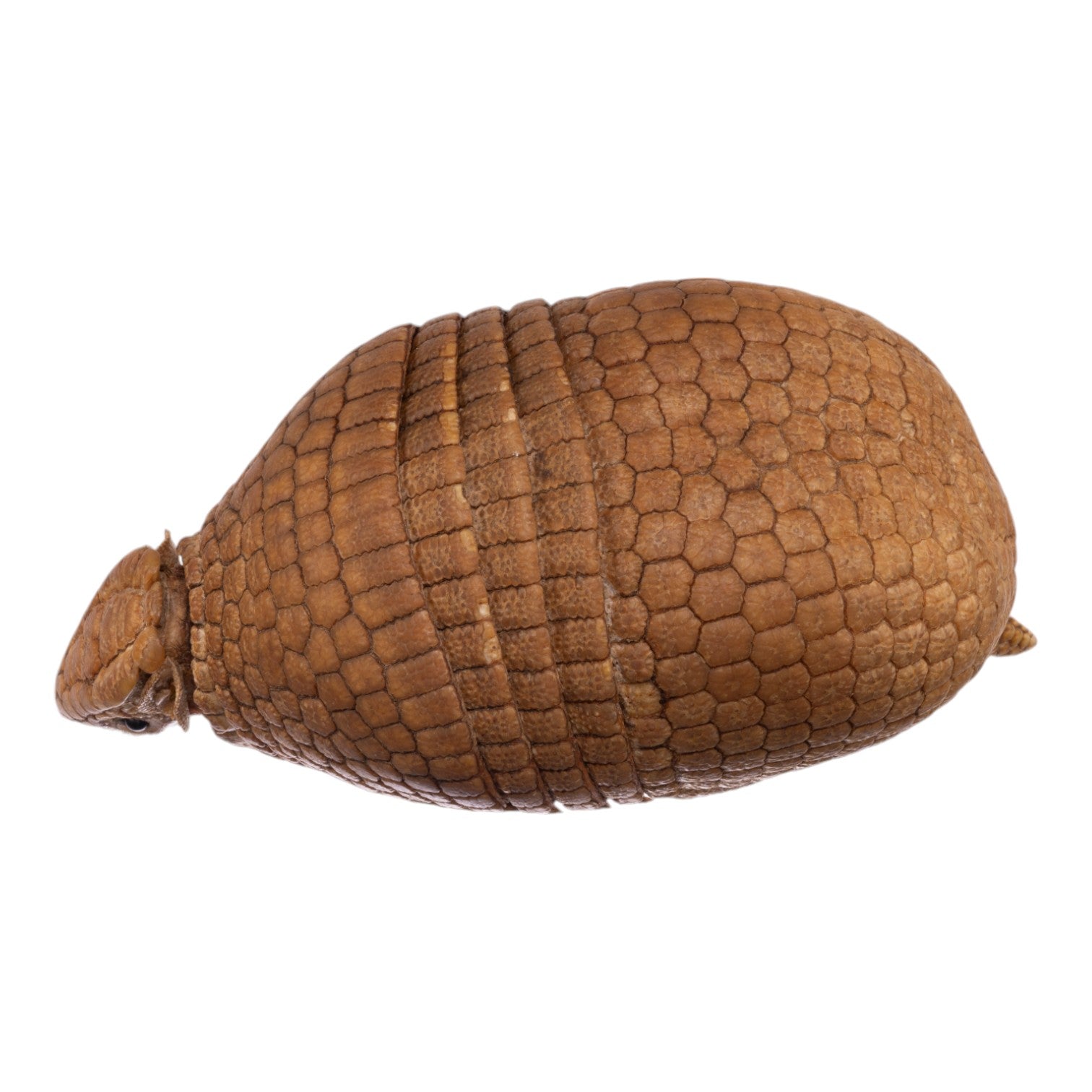 Real Three-banded Armadillo - Freeze-dried