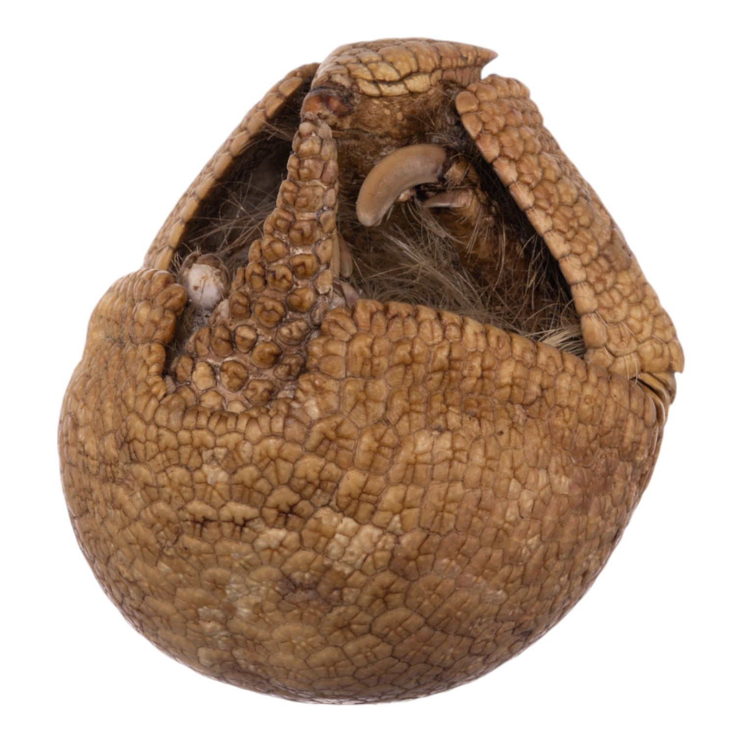 Real Three-banded Armadillo - Freeze-dried