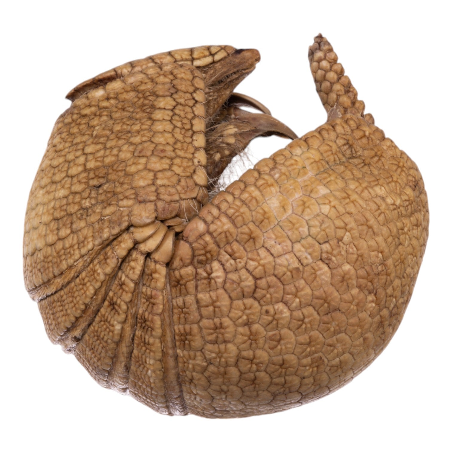 Real Three-banded Armadillo - Freeze-dried