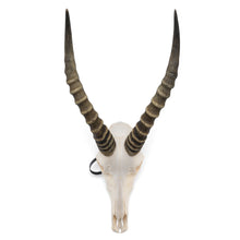 Load image into Gallery viewer, Real Blesbok Skull - Male
