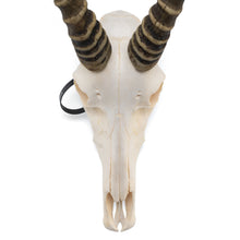 Load image into Gallery viewer, Real Blesbok Skull - Male
