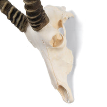 Load image into Gallery viewer, Real Blesbok Skull - Male
