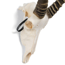 Load image into Gallery viewer, Real Blesbok Skull - Male
