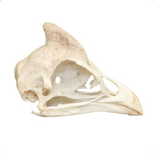 Load image into Gallery viewer, Real Helmeted Guineafowl Skull
