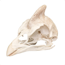 Load image into Gallery viewer, Real Helmeted Guineafowl Skull
