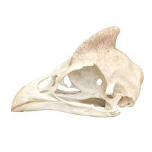 Load image into Gallery viewer, Real Helmeted Guineafowl Skull
