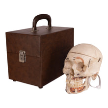 Load image into Gallery viewer, Real Human Dissected Skull with Carrying Case
