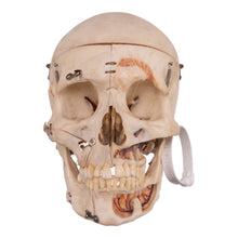 Load image into Gallery viewer, Real Human Dissected Skull with Carrying Case
