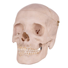 Load image into Gallery viewer, Real Human Skull OK-31613
