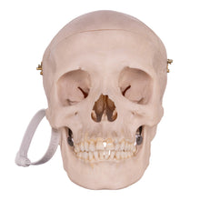 Load image into Gallery viewer, Real Human Skull OK-31613
