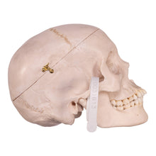 Load image into Gallery viewer, Real Human Skull OK-31613
