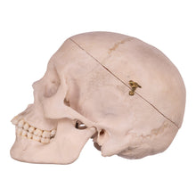 Load image into Gallery viewer, Real Human Skull OK-31613
