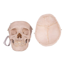 Load image into Gallery viewer, Real Human Skull OK-31613
