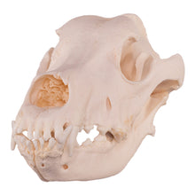 Load image into Gallery viewer, Real Domestic Dog Skull - Extra Large
