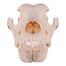 Load image into Gallery viewer, Real Domestic Dog Skull - Extra Large
