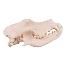 Load image into Gallery viewer, Real Domestic Dog Skull - Extra Large
