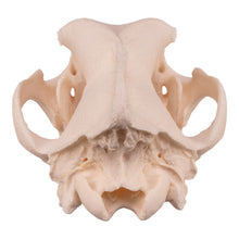 Load image into Gallery viewer, Real Domestic Dog Skull - Extra Large
