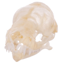 Load image into Gallery viewer, Real Mexican Free-tailed Bat Skull
