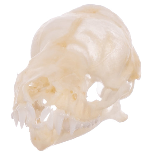 Real Mexican Free-tailed Bat Skull