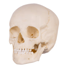 Load image into Gallery viewer, Replica Human Child Skull - 6-year-old
