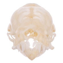 Load image into Gallery viewer, Real Mexican Free-tailed Bat Skull
