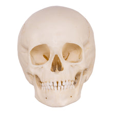 Load image into Gallery viewer, Replica Human Child Skull - 6-year-old
