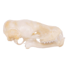 Load image into Gallery viewer, Real Mexican Free-tailed Bat Skull
