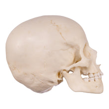 Load image into Gallery viewer, Replica Human Child Skull - 6-year-old
