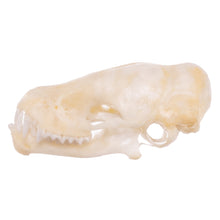 Load image into Gallery viewer, Real Mexican Free-tailed Bat Skull
