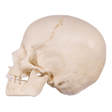 Load image into Gallery viewer, Replica Human Child Skull - 6-year-old
