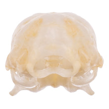 Load image into Gallery viewer, Real Mexican Free-tailed Bat Skull
