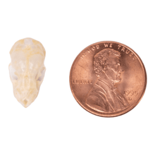 Load image into Gallery viewer, Real Mexican Free-tailed Bat Skull
