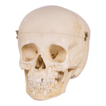 Load image into Gallery viewer, Replica Human Child Skull - 6-year-old with Exposed Dentition
