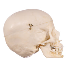 Load image into Gallery viewer, Replica Human Child Skull - 6-year-old with Exposed Dentition
