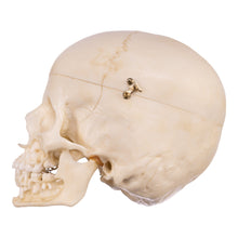 Load image into Gallery viewer, Replica Human Child Skull - 6-year-old with Exposed Dentition
