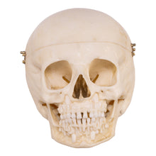 Load image into Gallery viewer, Replica Human Child Skull - 6-year-old with Exposed Dentition
