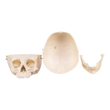 Load image into Gallery viewer, Replica Human Child Skull - 6-year-old with Exposed Dentition
