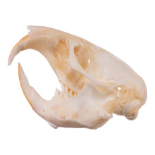 Load image into Gallery viewer, Real Botta&#39;s Pocket Gopher Skull
