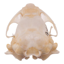 Load image into Gallery viewer, Real Botta&#39;s Pocket Gopher Skull
