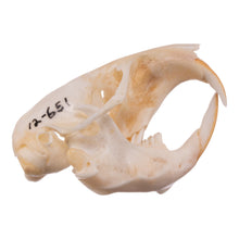 Load image into Gallery viewer, Real Botta&#39;s Pocket Gopher Skull
