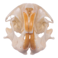 Load image into Gallery viewer, Real Botta&#39;s Pocket Gopher Skull
